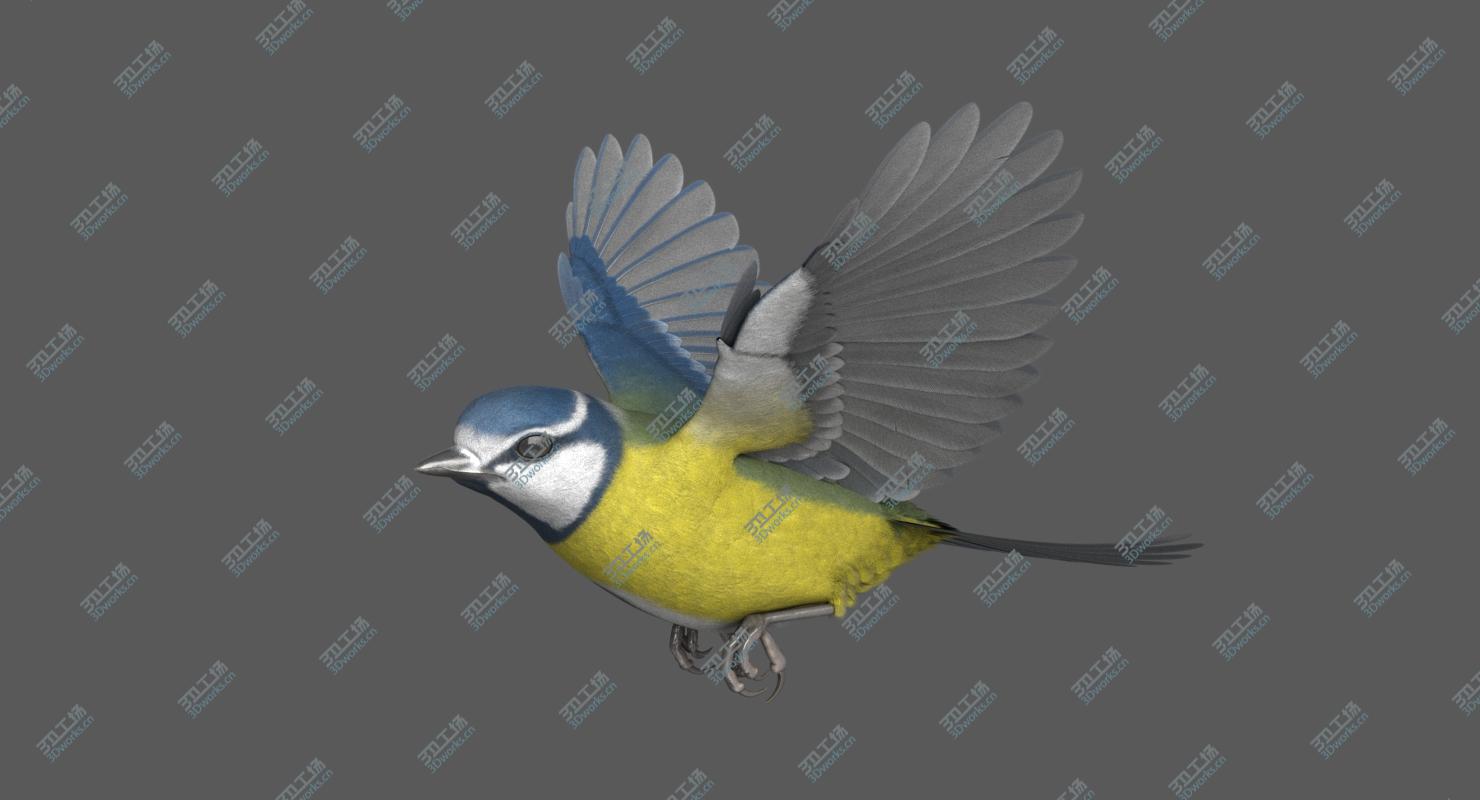 images/goods_img/202104092/3D Eurasian Blue Tit RIgged model/4.jpg
